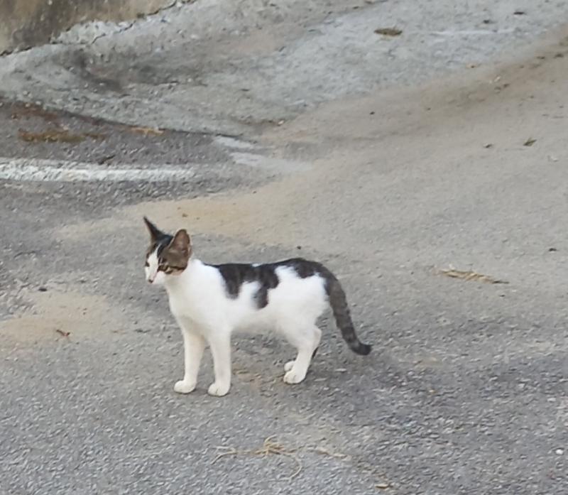 위풍당당 고양이 넘 기엽다 아직 애기같은데 피하지도 않고 삐야옹 삐야옹 했어