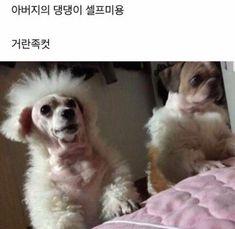 거란족컷 댕댕이