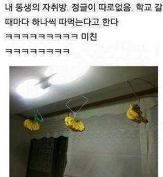 바나나 미친거 아니냐ㅋㅋㅋㅋ