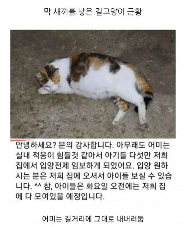 고밥비 받아서 돈 챙긴다던데 캣 맘, 캣 대디들 분양하면서 도어락 번호도 알려달라그러던데