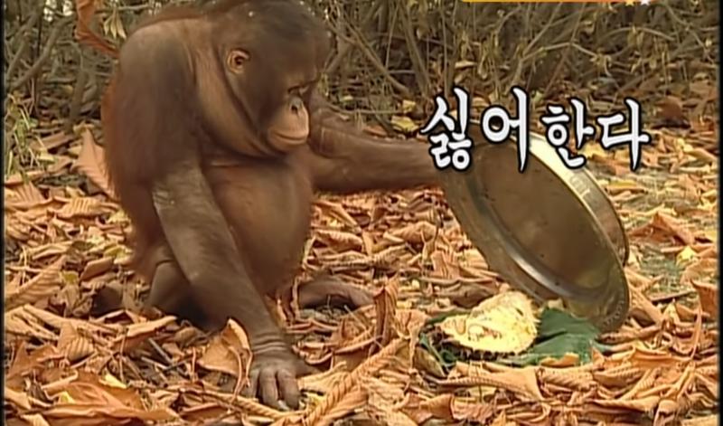 다들 비켜랏!! 두리안 맛 쿠키가 나가신다!!