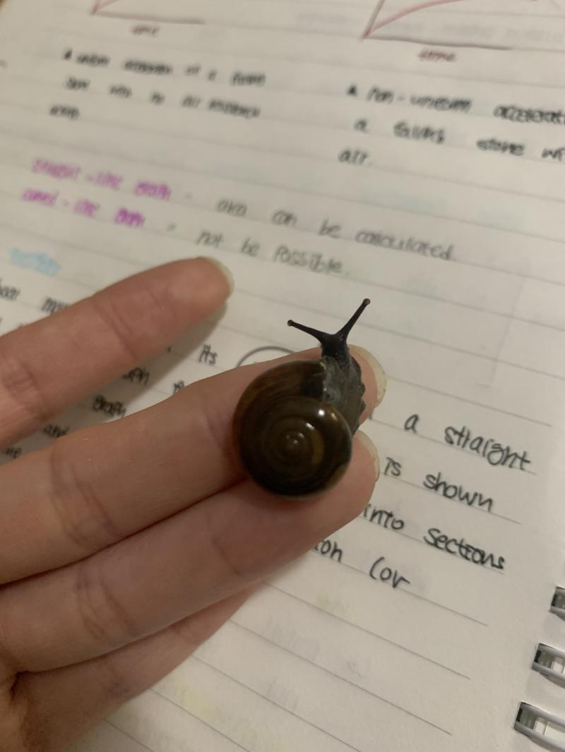 크기는 손가락 하나반?