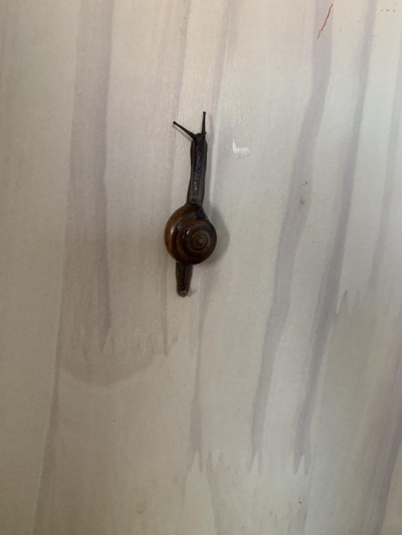 껍질 자랑 2