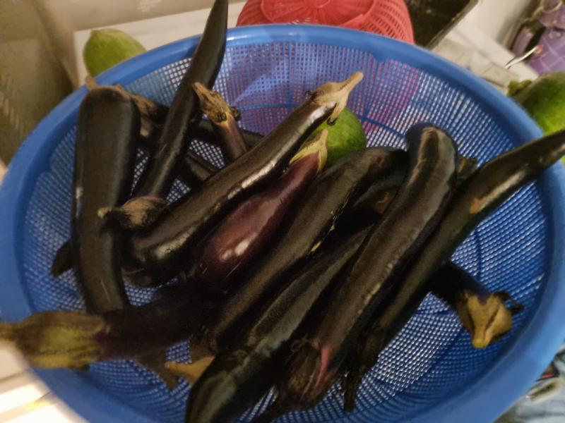 방울 토마토 환공포증 주의!!! 가지 ㅋㅋㅋㅋㅋㅋㅋ