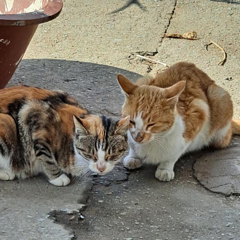 왼쪽에 요 아이가 바로 위 사진에 모든고영희를 낳은 어미냥이 입죠잉