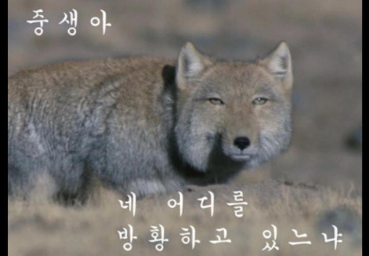 맨날 디폴트 표정이 이거임ㅋㅋㅋㅋㅋ 티벳이라 부르겠음
