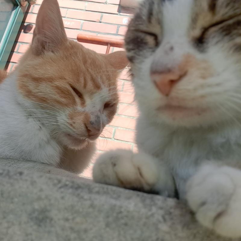 냥이들 노는모습 22