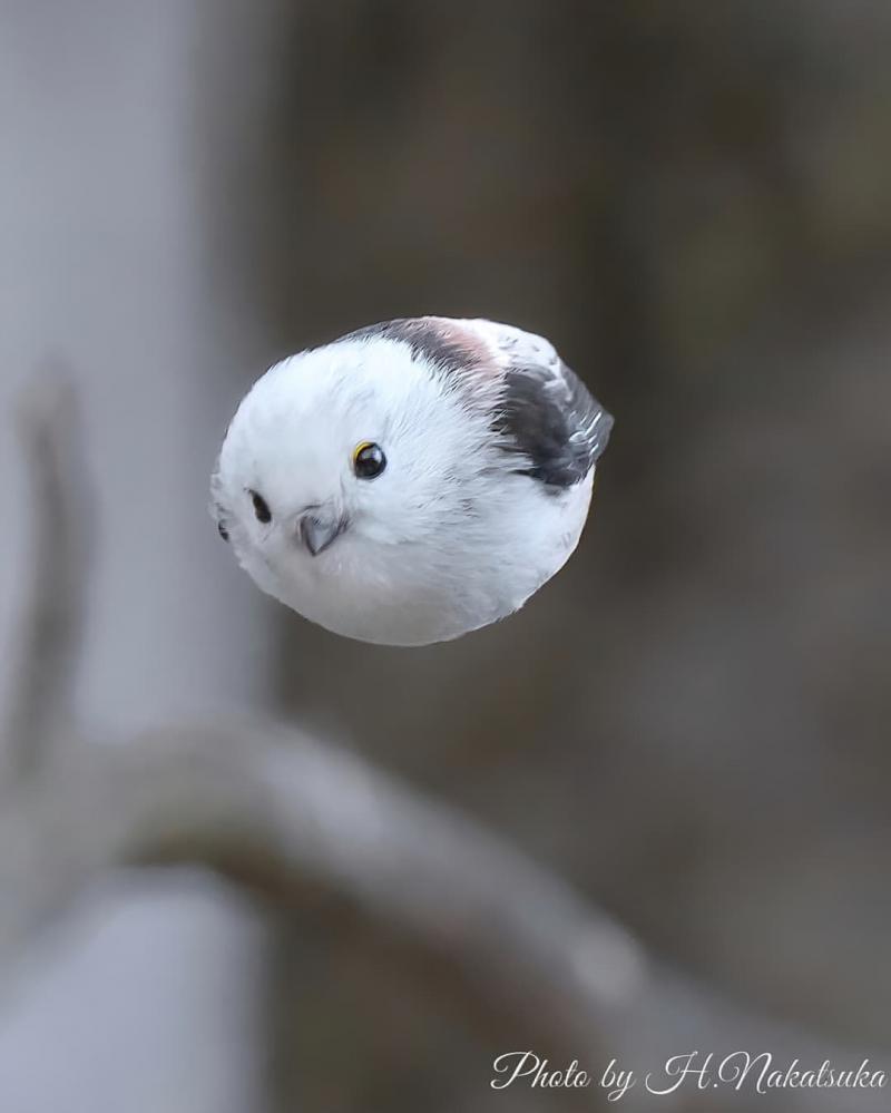 콩알탄흰머리오목눈이
