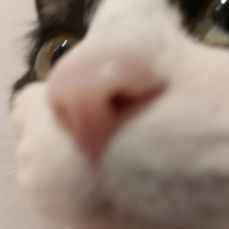 이거두