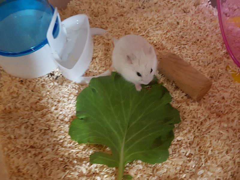 햄