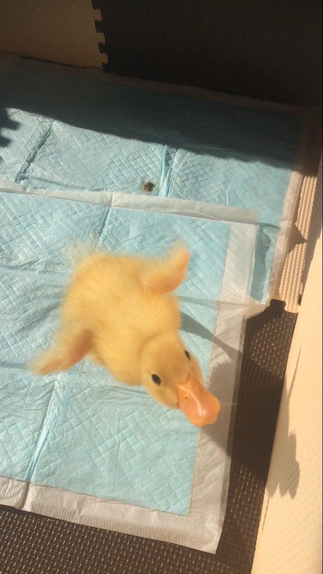 폴 짝 아기오리