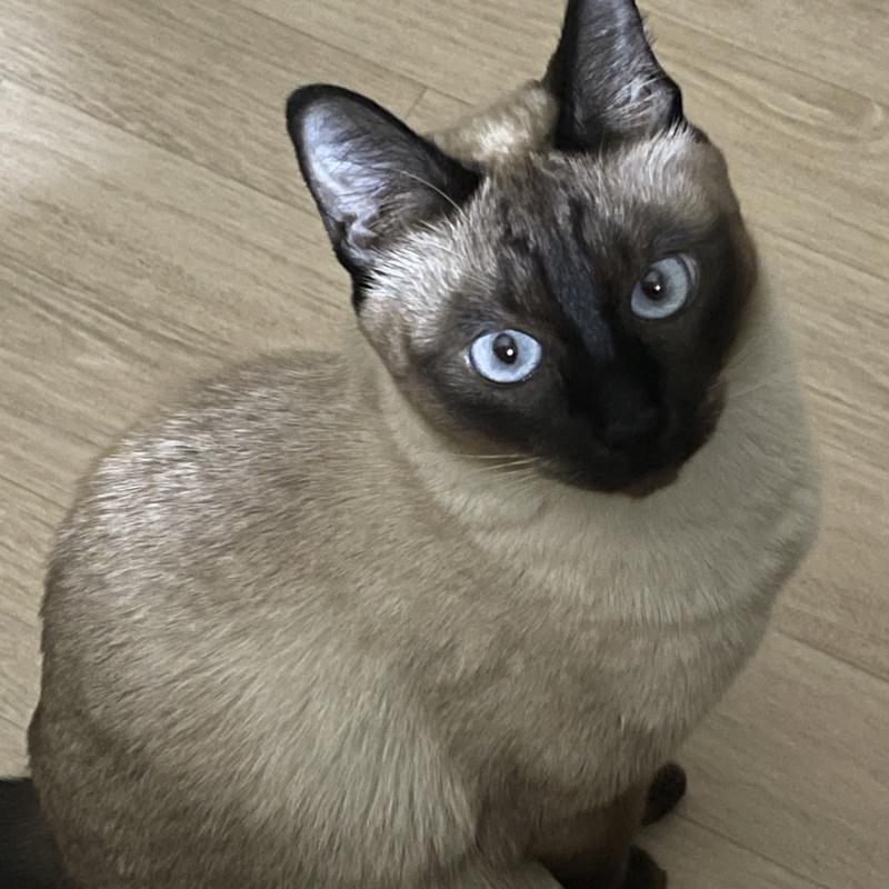 돼랑!