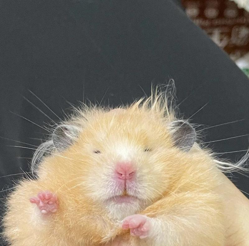 부....햄