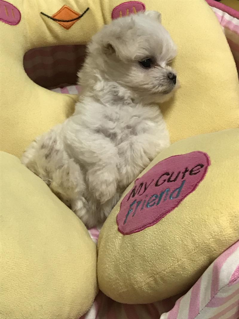 1️⃣ 울타리 안에서 키우는 게 맞아?? ㄴ울타리안에 배변패드로 다 채울거잖아 그러면서 배변패드 위에서 배변하는 것에 익숙해지게 해야해 그리고 