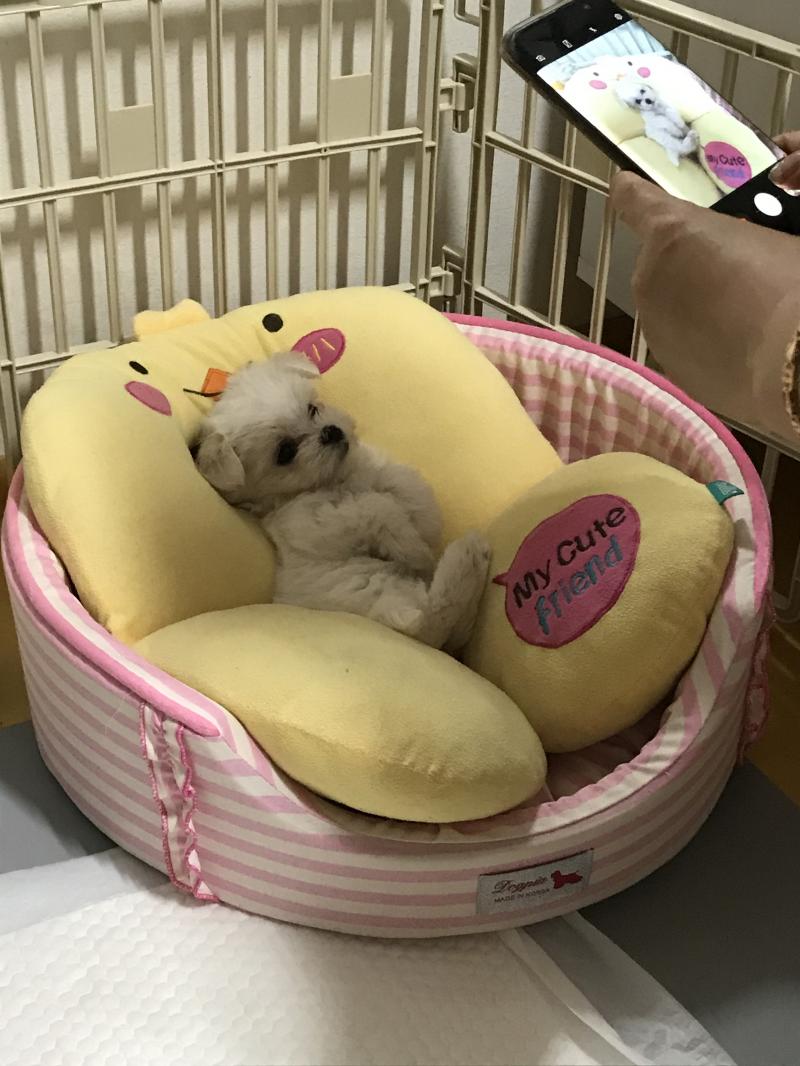 1️⃣ 울타리 안에서 키우는 게 맞아?? ㄴ울타리안에 배변패드로 다 채울거잖아 그러면서 배변패드 위에서 배변하는 것에 익숙해지게 해야해 그리고 