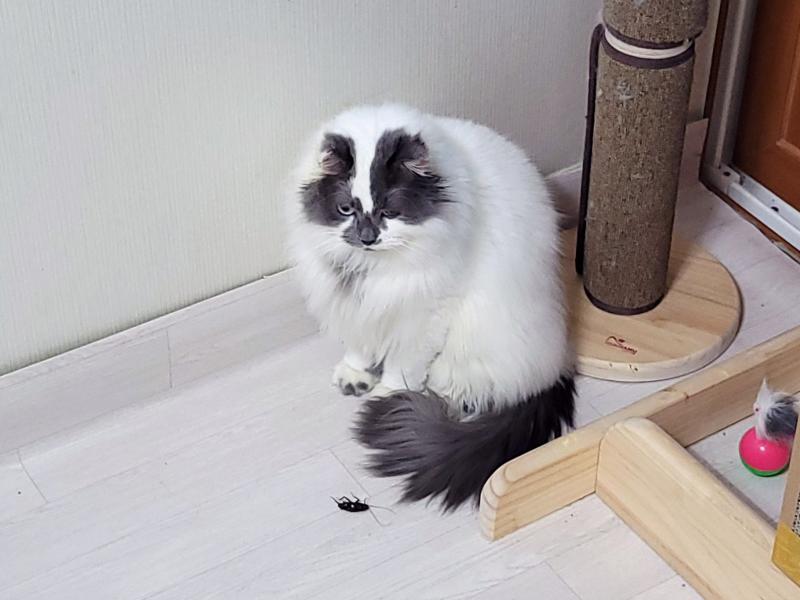 일단 오늘 사진부터.. 자고 일어났는데 준 적 없는 장난감을 가지고 놀길래 봤더니 박기볼레 죽은줄 알고 치우려했는데 살아서 파다닥 움직이길래 소