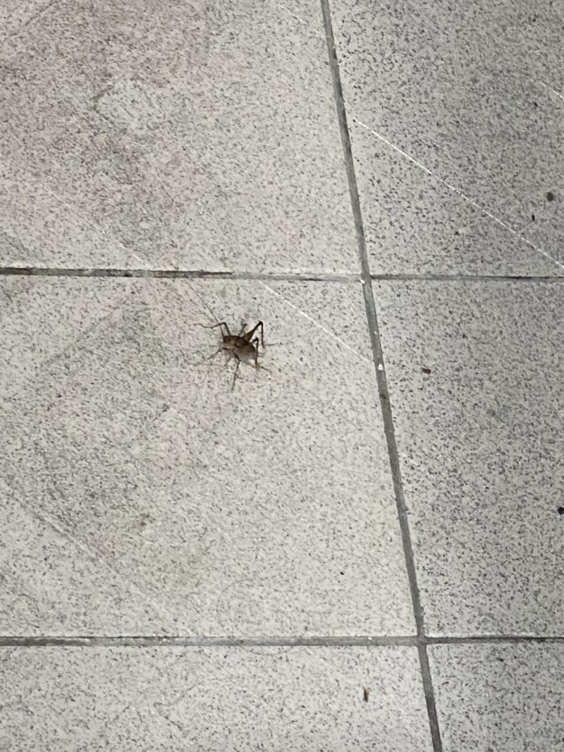 겨울에는 여름보다는 벌레가 덜 나와서 다행이야
