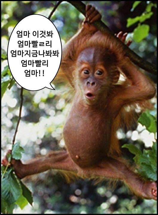 내 숭이들이야