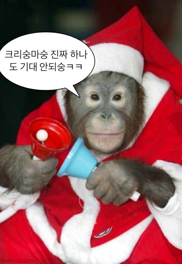 내 숭이들이야