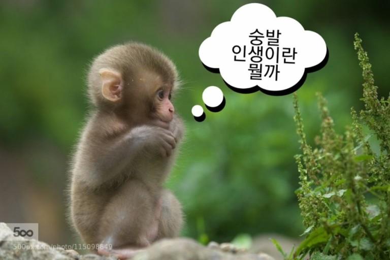내 숭이들이야