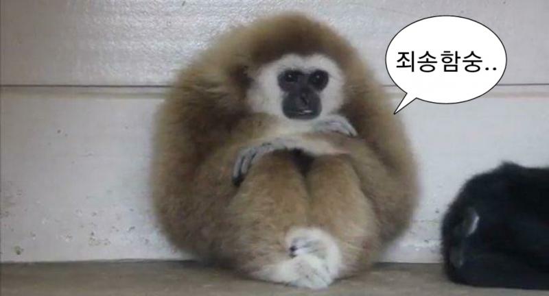 죄송함숭은 내가 만들었어