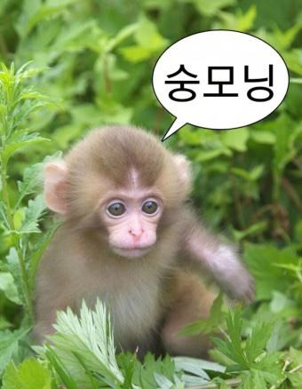 다들 숭모닝 이제 일어나숭 그만 자숭 숭이가 널 깨우숭