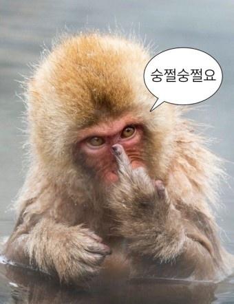 숭쩔숭쩔요