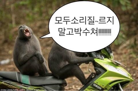 또 숭이 생각했숭 어우 숭해 박숭쳐