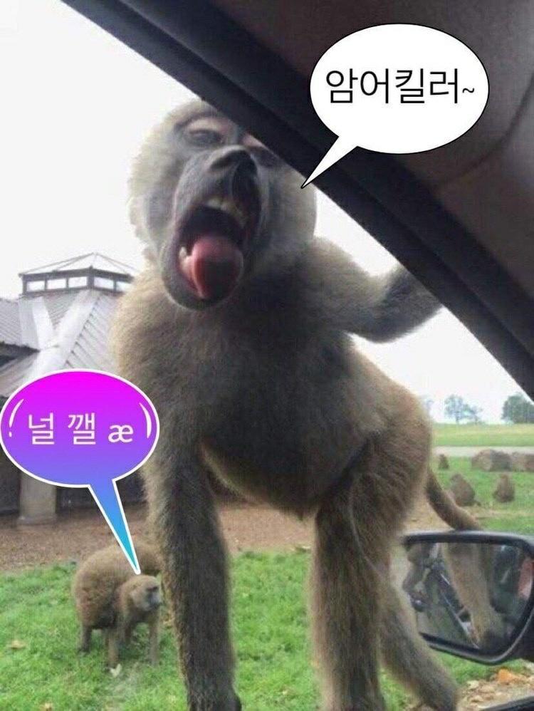 나 이사진 젤루좋아함