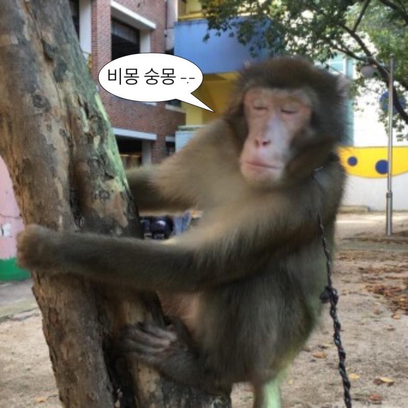 다들 숭모닝 이제 일어나숭 그만 자숭 숭이가 널 깨우숭