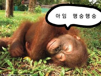 내가 만들었숭