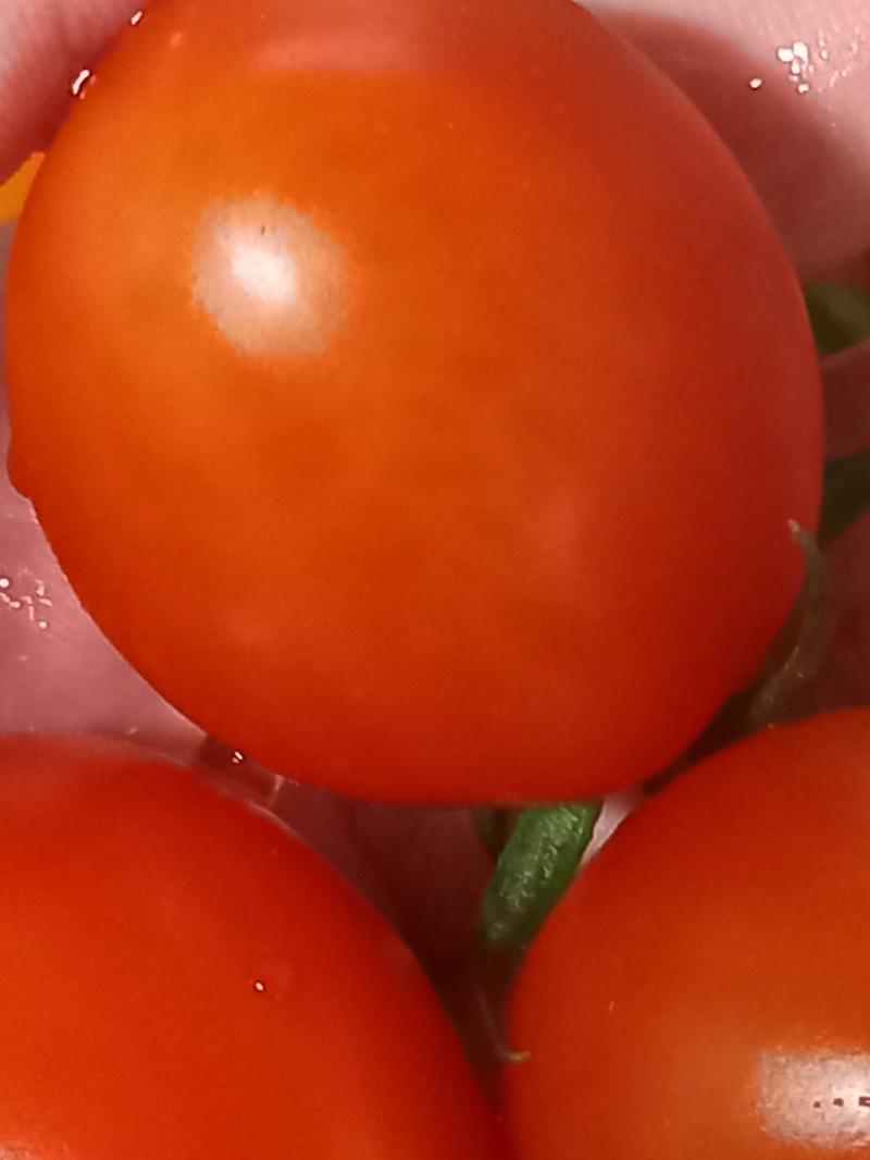 뼈가 아릴 정도로 손이 시려웠다 그렇지만 과일은 포기 못하지🍅