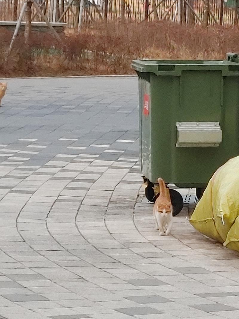 아니 근데 문제는 우리 아파트에 개 키우는 사람 엄청 많거든? 또 어린 아이들도 엄청 많은데 그중에는 고양이 싫어하는 사람도 있을 거 아냐, 귀
