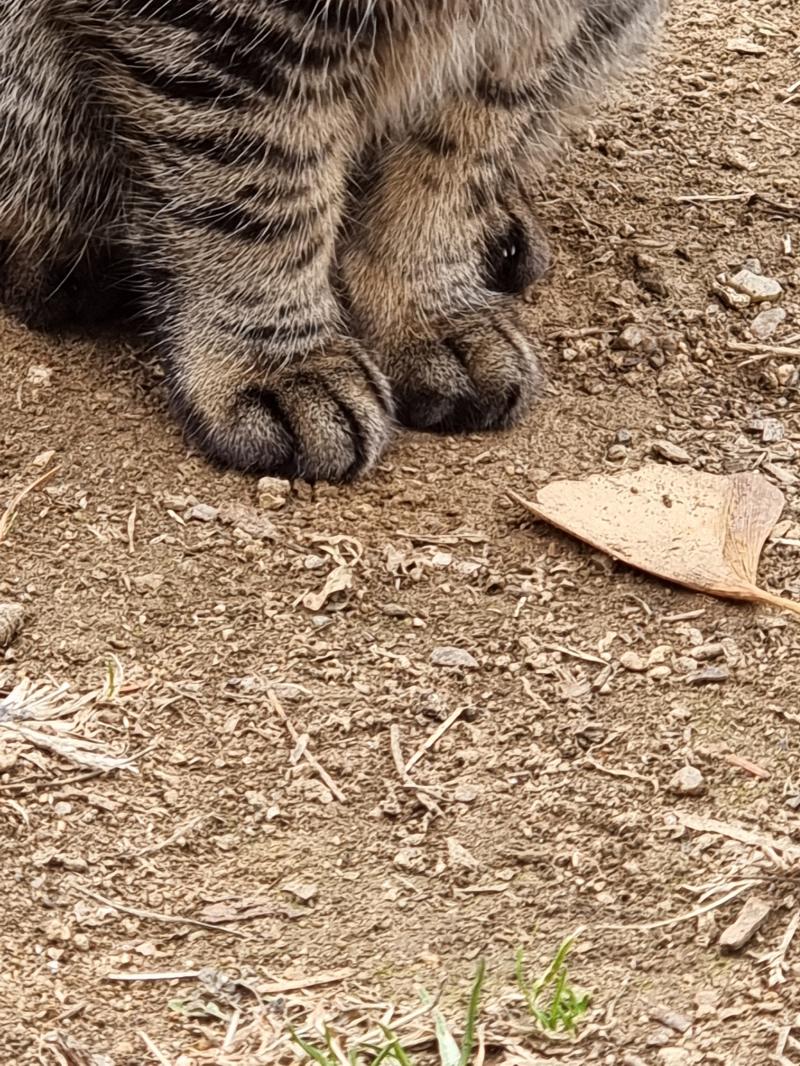 밤톨이 짤막한 다리♡