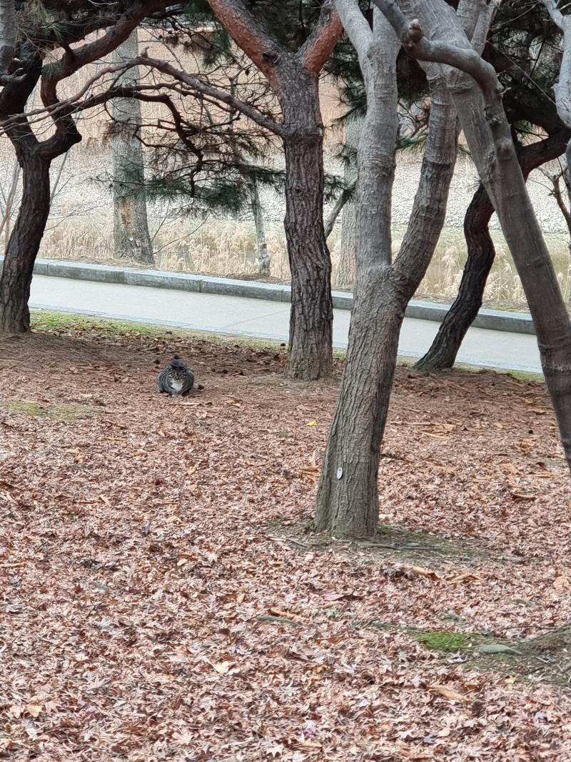 냥부석이 된 밈화