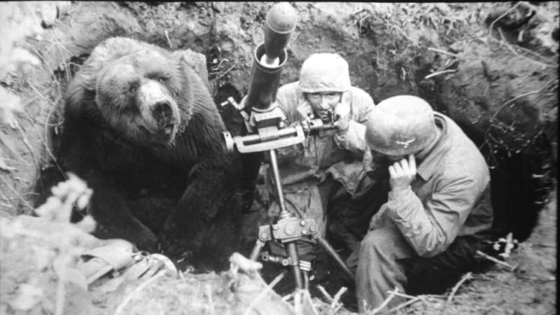 세계 2차 대전 당시 폴란드 군 편에서 싸웠던 곰이 있다. 이름은 보이텍(Wojtek), 병과는 탄약병이다. 12kg 야포 탄약을 옮기는 일을 