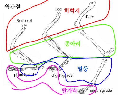 역관절은 사실 역관절이 아니라 정상적인 형태의 관절이고 발등이 길어져 발끝으로 걷게 된 것 뿐이다.