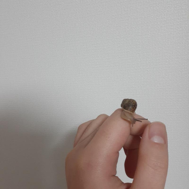 요기서는 얘기 했던적이 없는 것 같은데 작년 9월 말부터 달팽이를 키우고 있답니다~봉숭아 물들이려고 친구가 추석 지나고 시골집에서 뜯어온 봉숭아