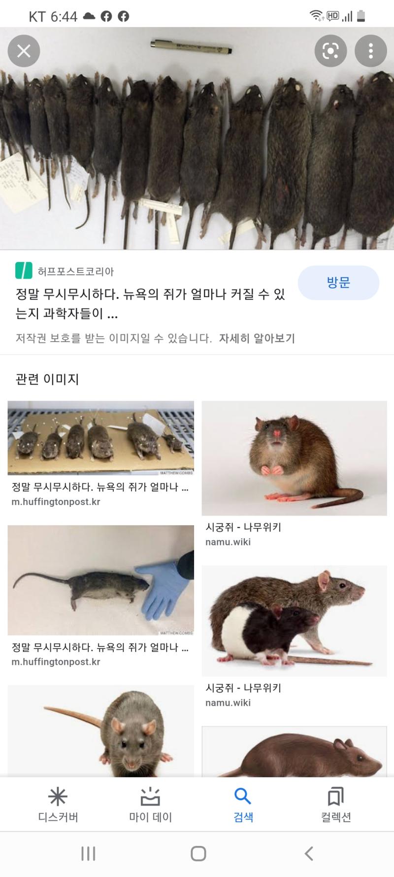 씹빨ㅡㅡ 거진 이따만한 놈이 들어왔었다고...맨 위에 사진크기 만함