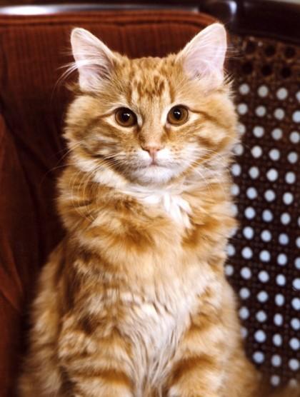 도서관 고양이 듀이.. 제법 귀엽죠? 얘가 어쩌면 나보다 책을 많이 읽었을지도 몰라