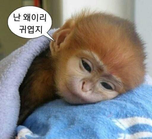 >>90 숭이 귀엽숭...왜 다들 안 믿숭.....