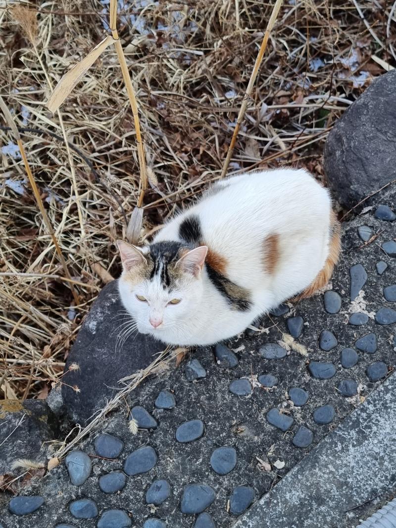 어떤 어미냥이 ! 1월 14일 냥일기 끝!