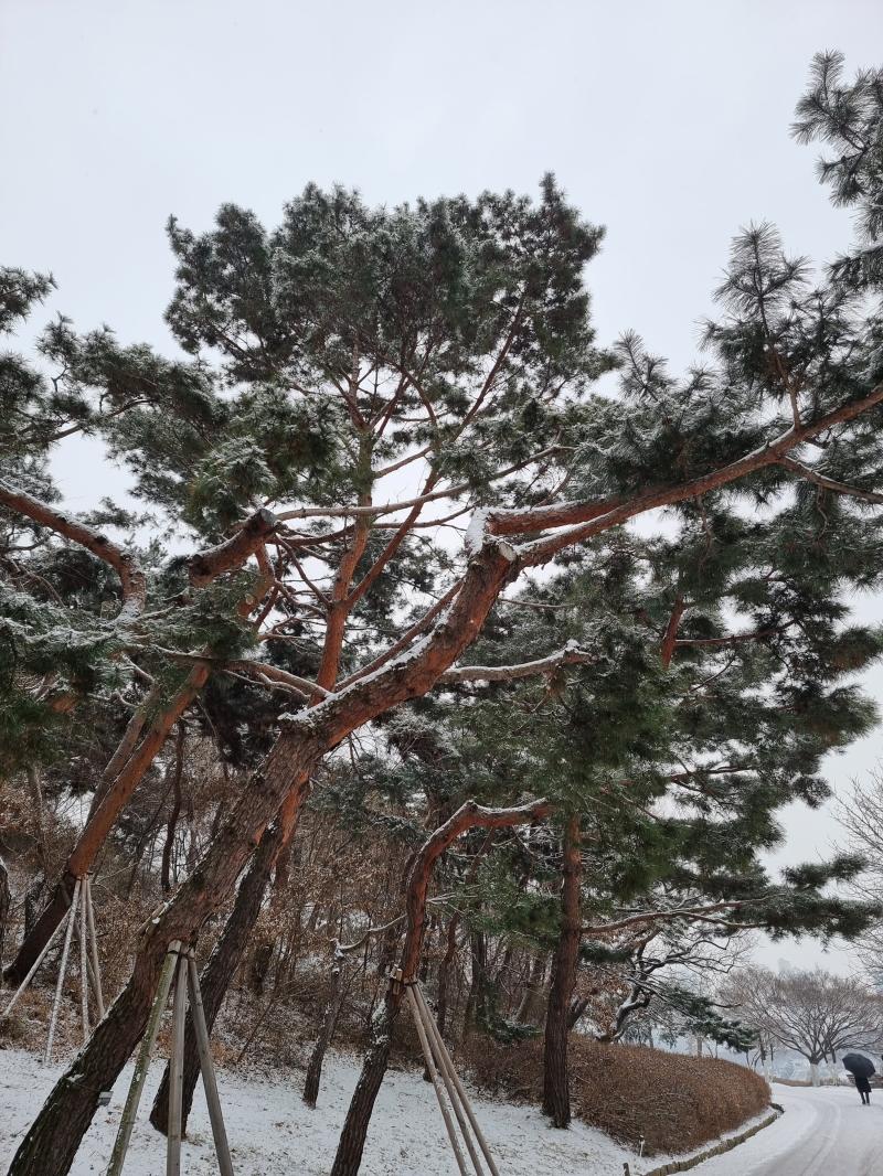 소나무에 눈 쌓인거 예쁘다