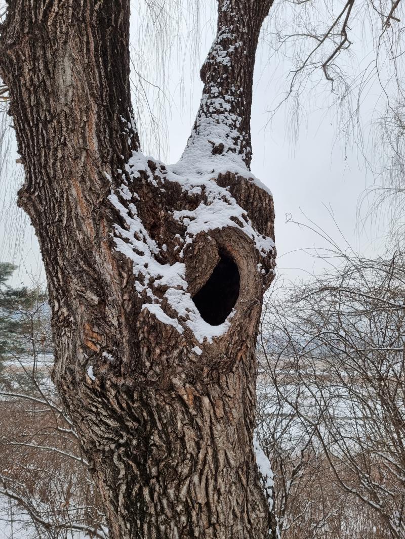 이런것도 은근 좋아 안에 다람쥐 있을것같고