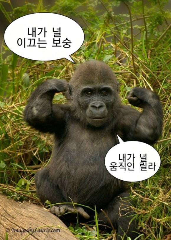 내가 널 이끄는 보숭