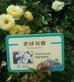 개쉬름 짱쉬름