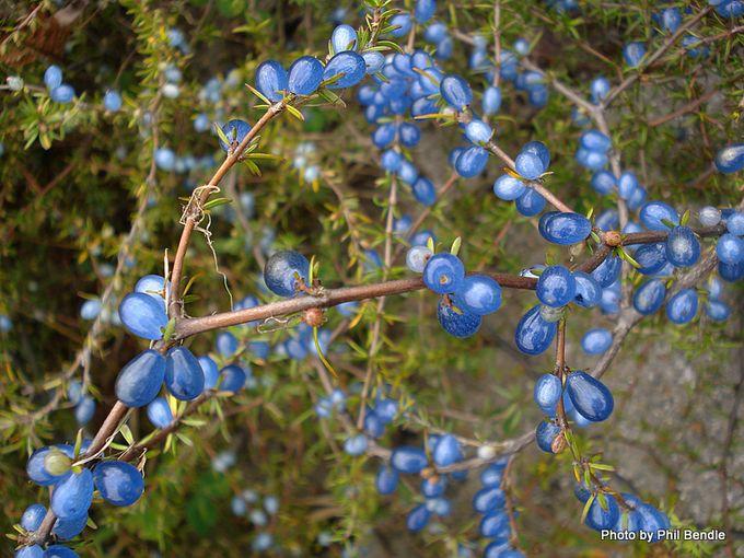 🍃식물 소개 •coprosma propinqua • 요즘 꽂힌 식물인데 뉴질랜드 자생식물이고 코프로스마속 야생베리류에 속함 일본에선 브룬네아라고