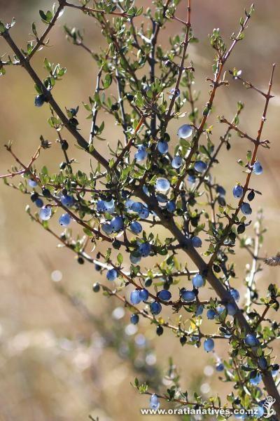 🍃식물 소개 •coprosma propinqua • 요즘 꽂힌 식물인데 뉴질랜드 자생식물이고 코프로스마속 야생베리류에 속함 일본에선 브룬네아라고