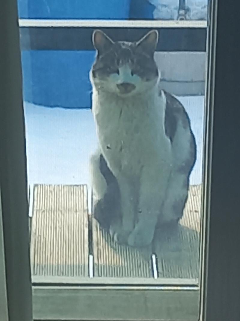 냥