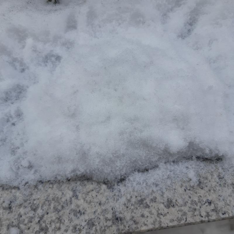 향이 집에 어디 있는 지 몰라서 집에 있던 네잎 클로버를 묻었어. 어머니 아버지께서 나보고 강아지는 신경 끄라 하셔서 강아지를 묻지는 못했지만